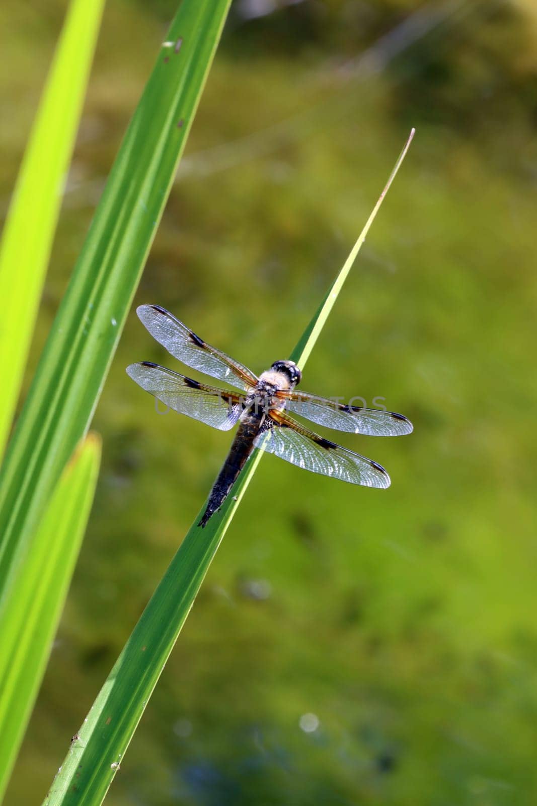 Vierfleck (Libellula, quadrimaculata) am Gartenteich eines naturnahen Gartens
