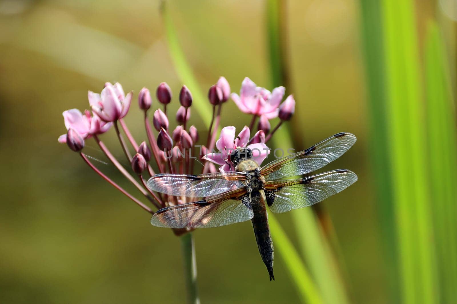 Vierfleck (Libellula, quadrimaculata) an einer Doldigen Schwanenblume (Butomus umbellatus) im naturnahen Garten