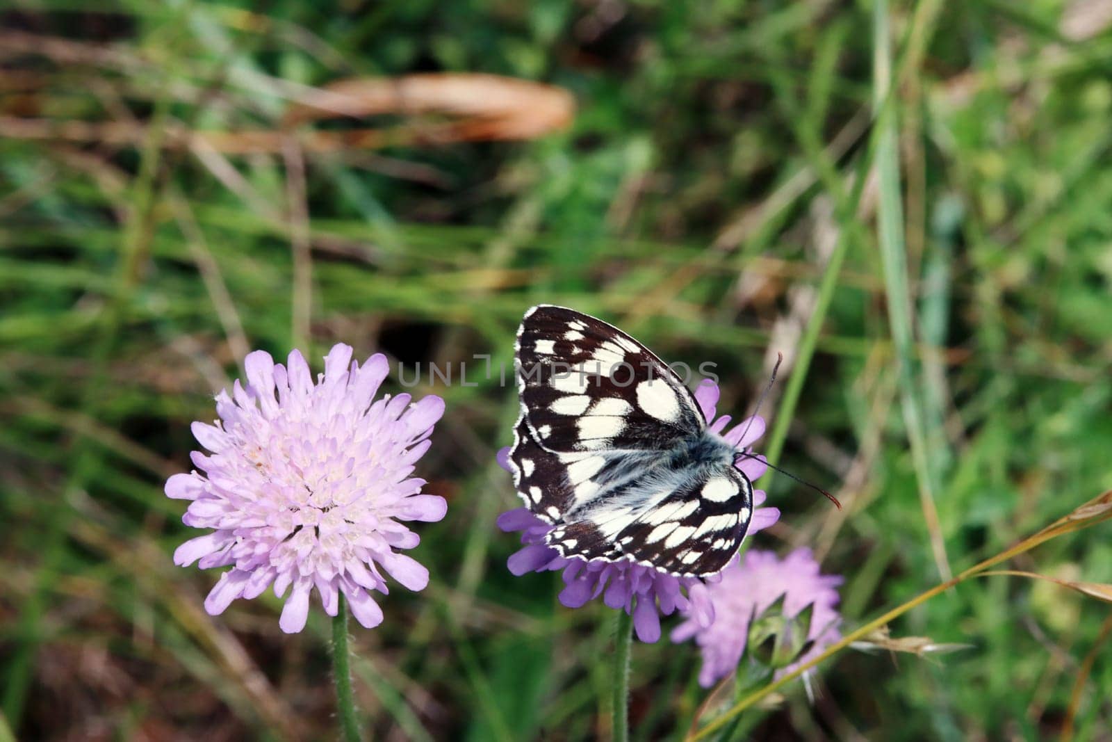 Schachbrett oder Damenbrett (Melanargia galathea) auf Acker-Witwenblume (Knautia arvensis, Syn. Scabiosa arvensis), Naturschutzgebiet Kuttenberg, Nordrhein-Westfalen, Deutschland, Bad Münstereifel