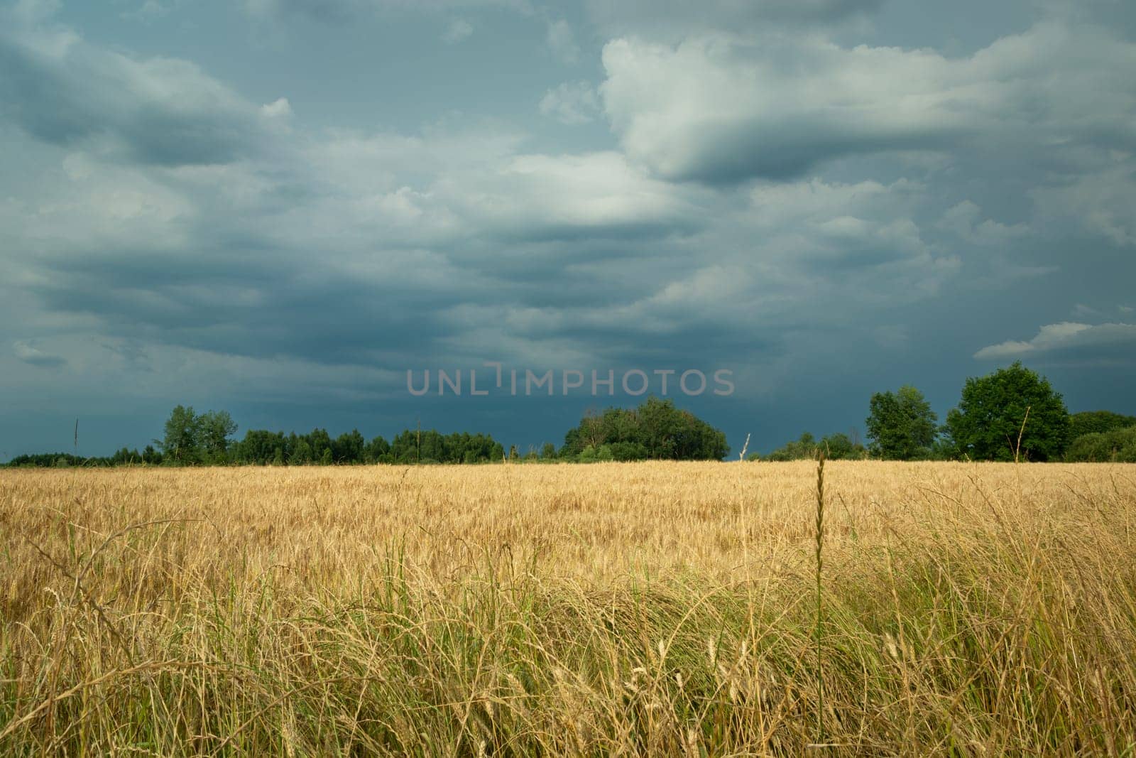 Dark clouds over the grain field, Nowiny, Poland