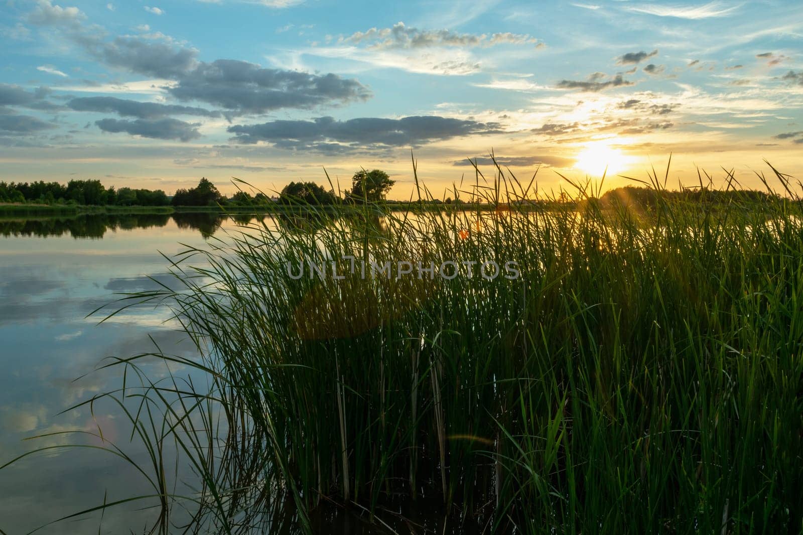 Green reeds on the shore of the lake and sunset, Stankow, Poland