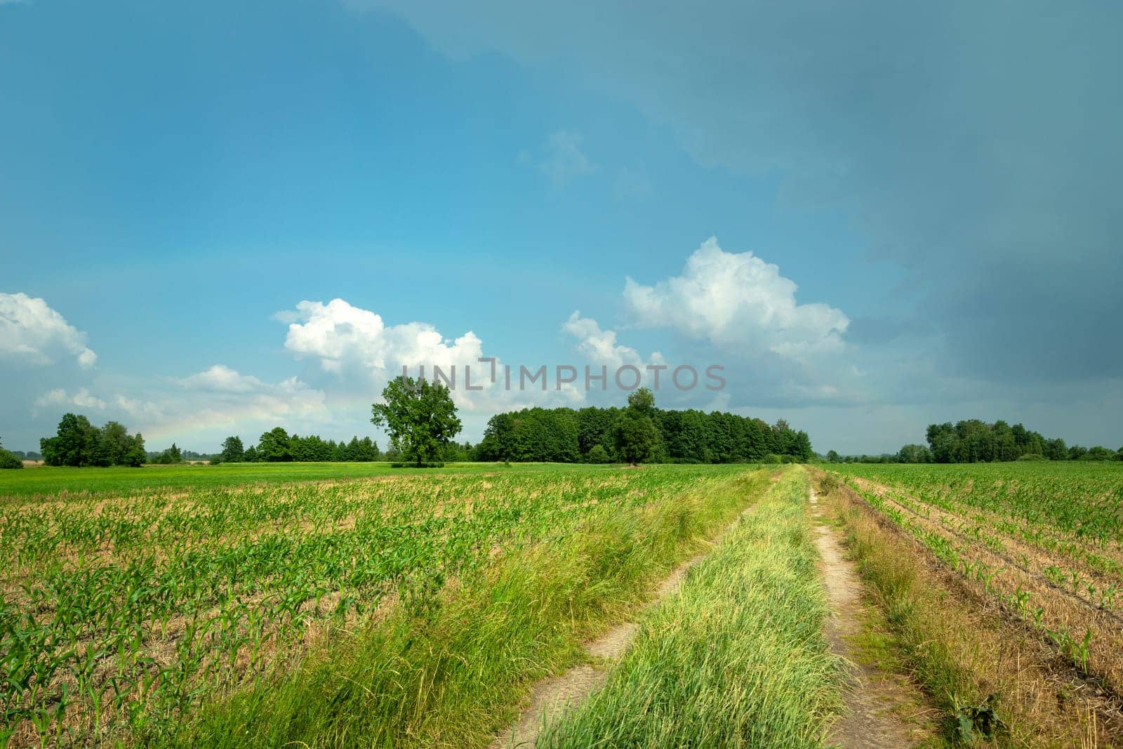 Rural road in young corn field and blue sky, eastern Poland