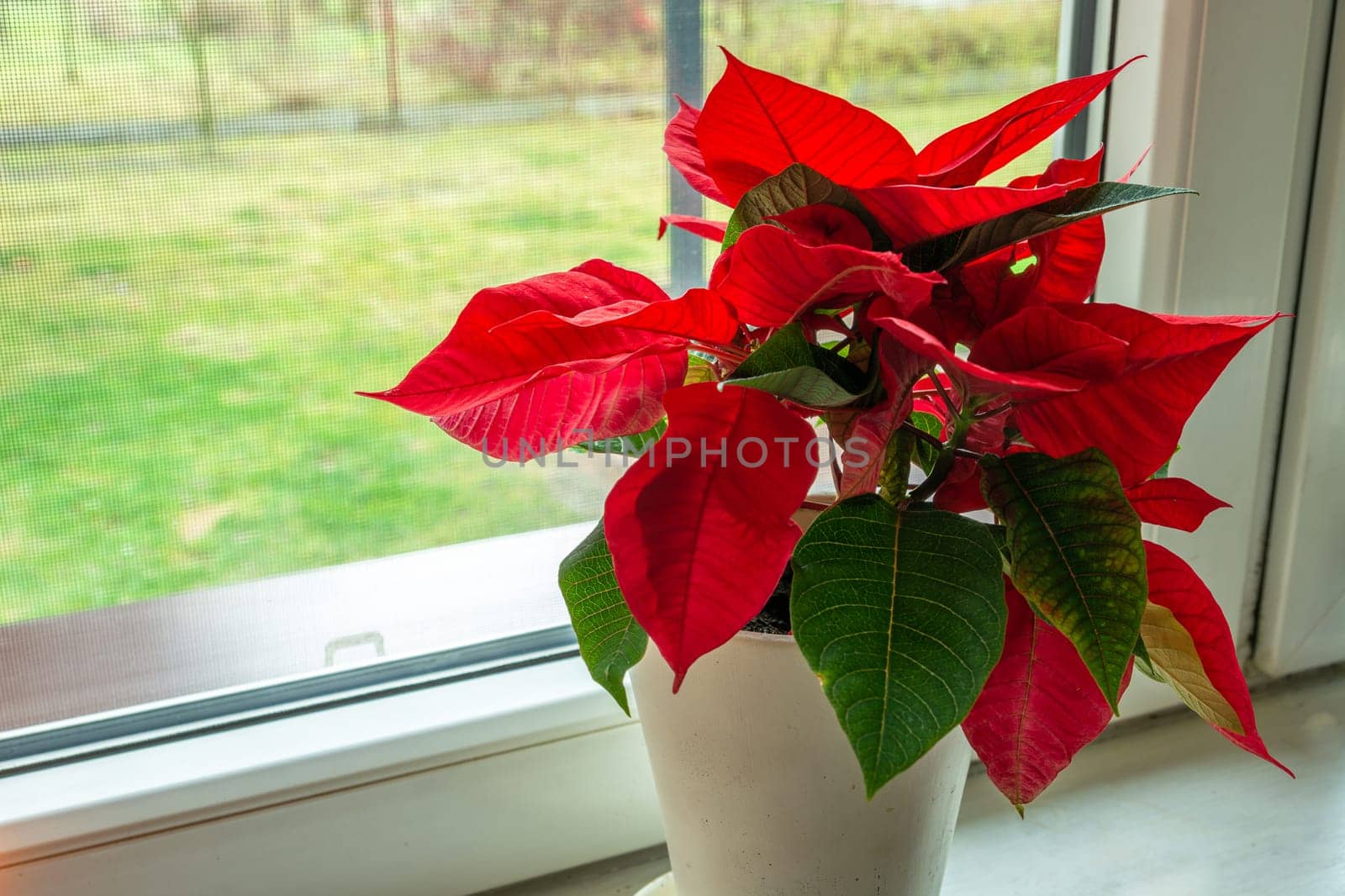 Red-green poinsettia flower in a white pot in window
