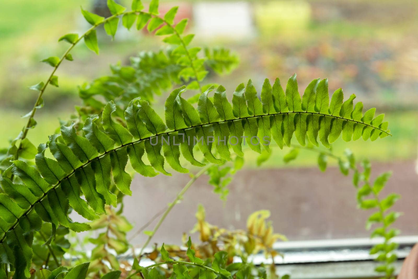 Green domestic fern leaves in front of the window