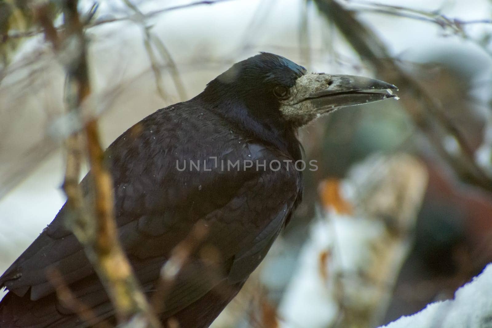 A rook is sitting in a tree on a winter day, Chelm, Poland