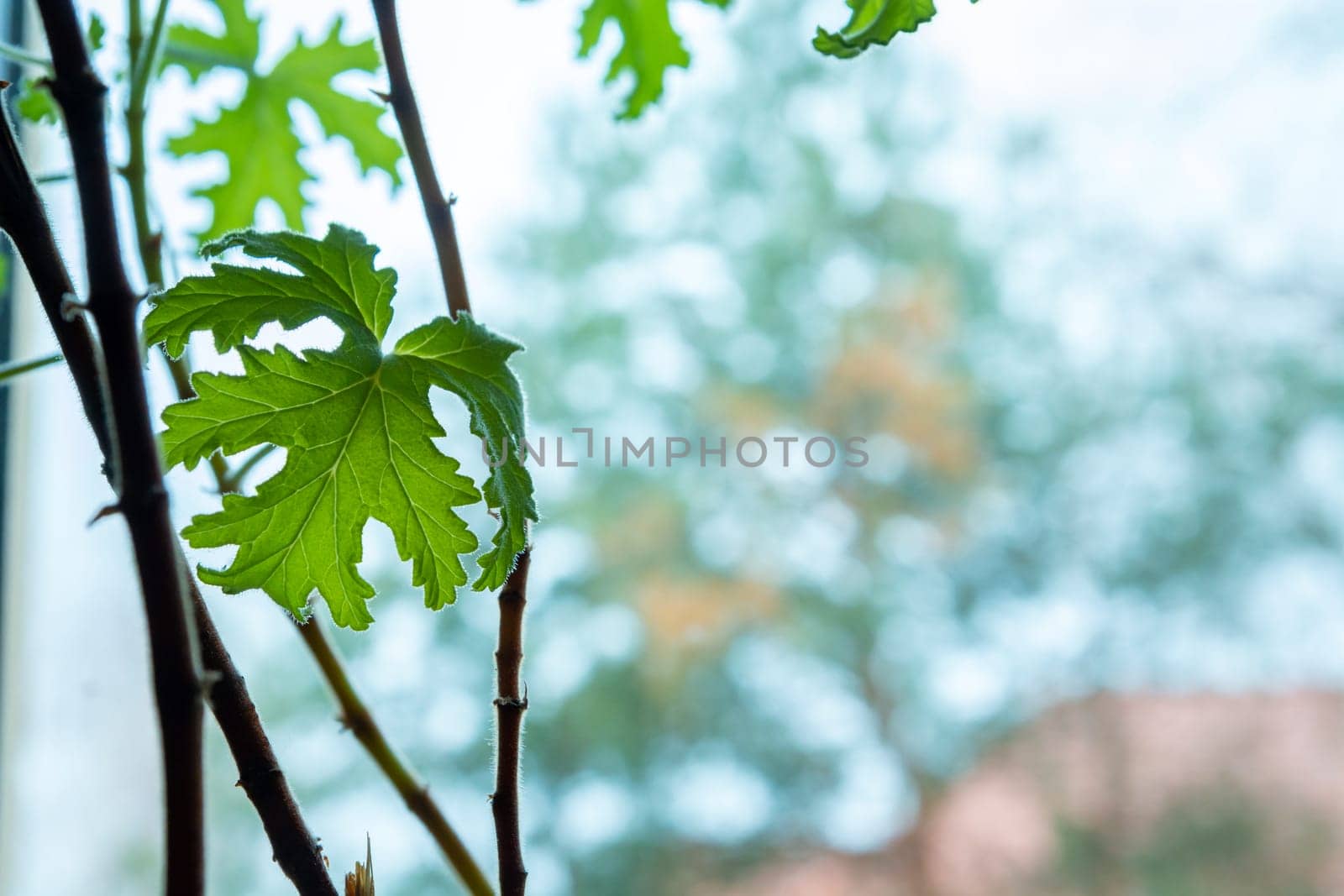 Pelargonium graveolens green leaves and stems in window and bokeh background