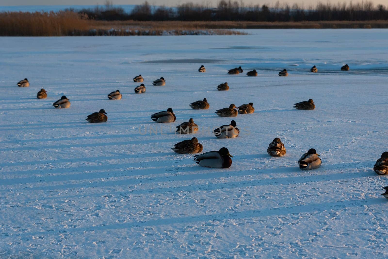 Mallard ducks sitting on a frozen lake, Zoltance, Poland