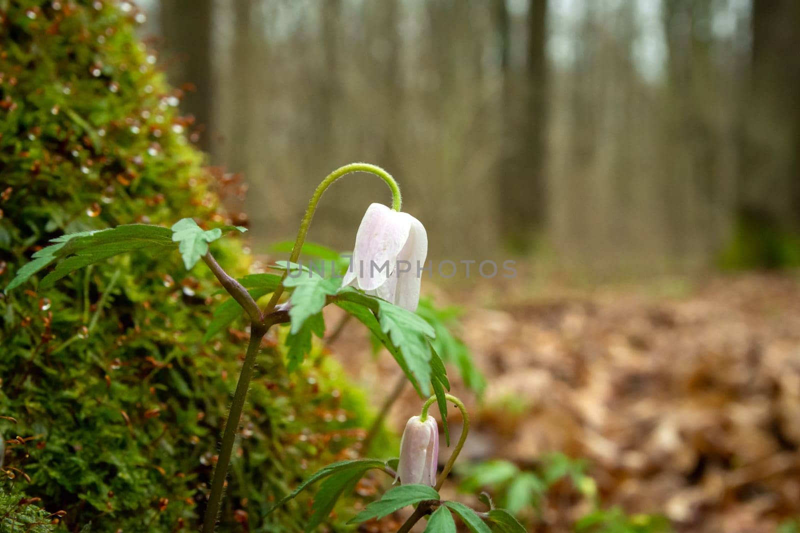 The first spring flowers growing under the tree, Nowiny, Poland