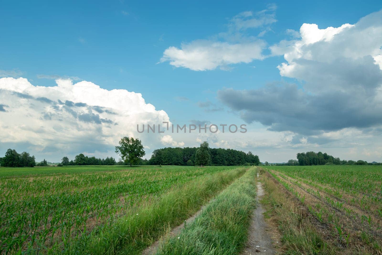 Rural road through corn plantations and clouds at the sky, Nowiny, Poland
