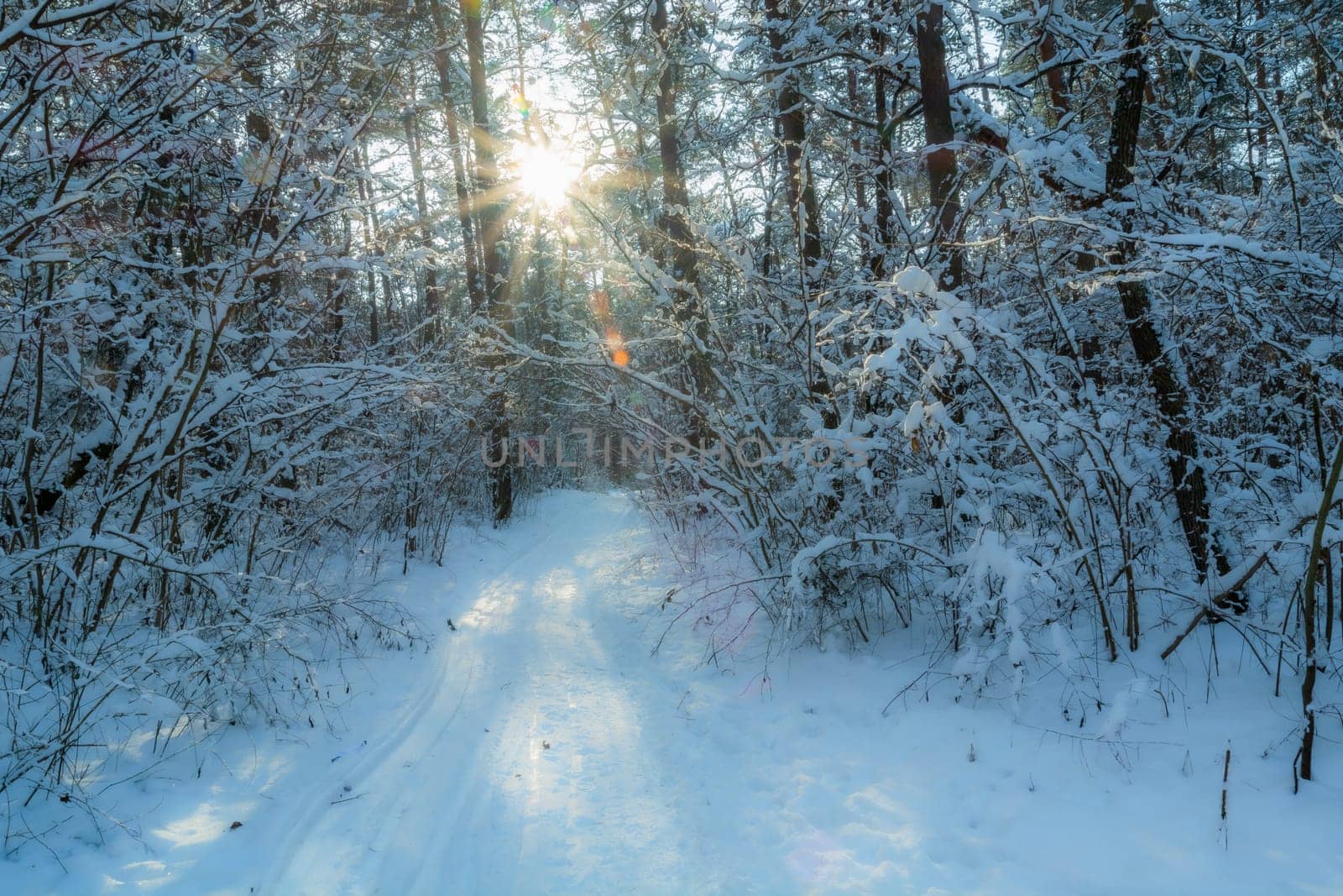 Path through the winter forest and the sun between the trees, Chelm, Poland