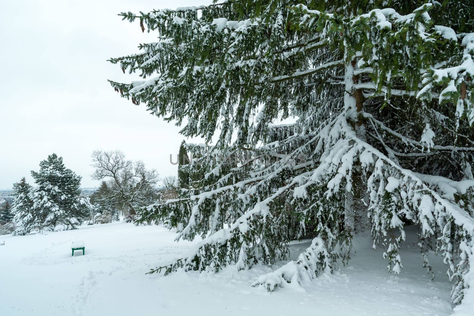 Snow on the branches of a large coniferous tree, Chelm, Poland