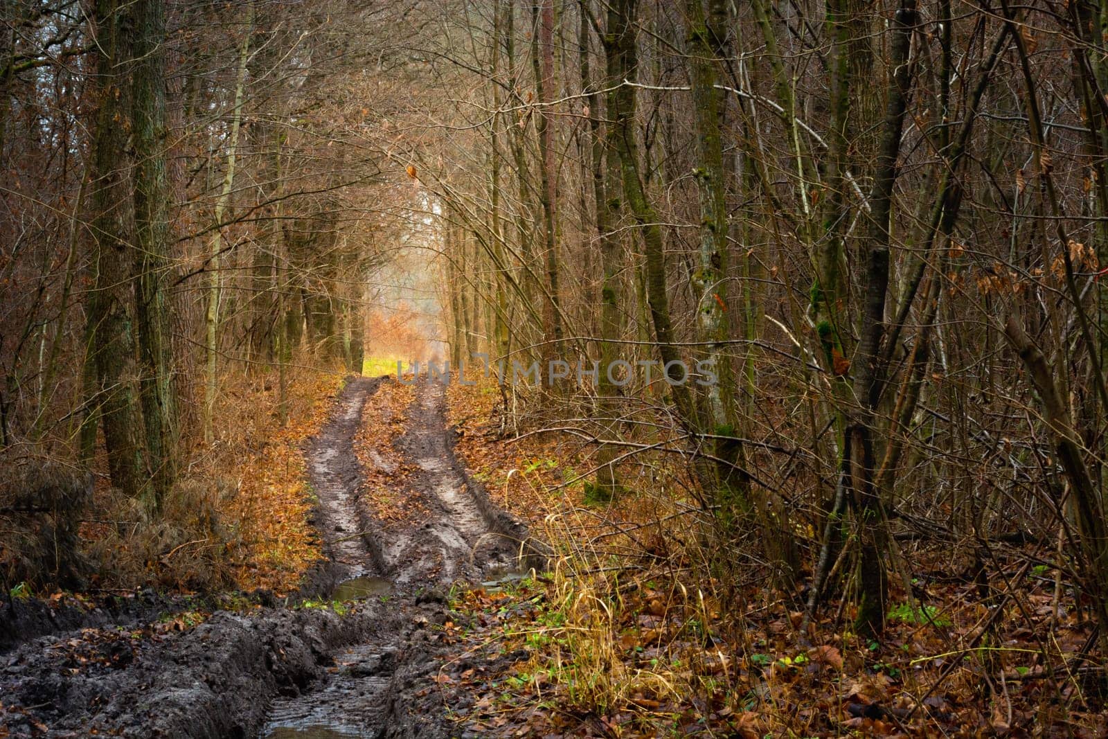 Muddy road through the dark autumn forest, Nowiny, Poland