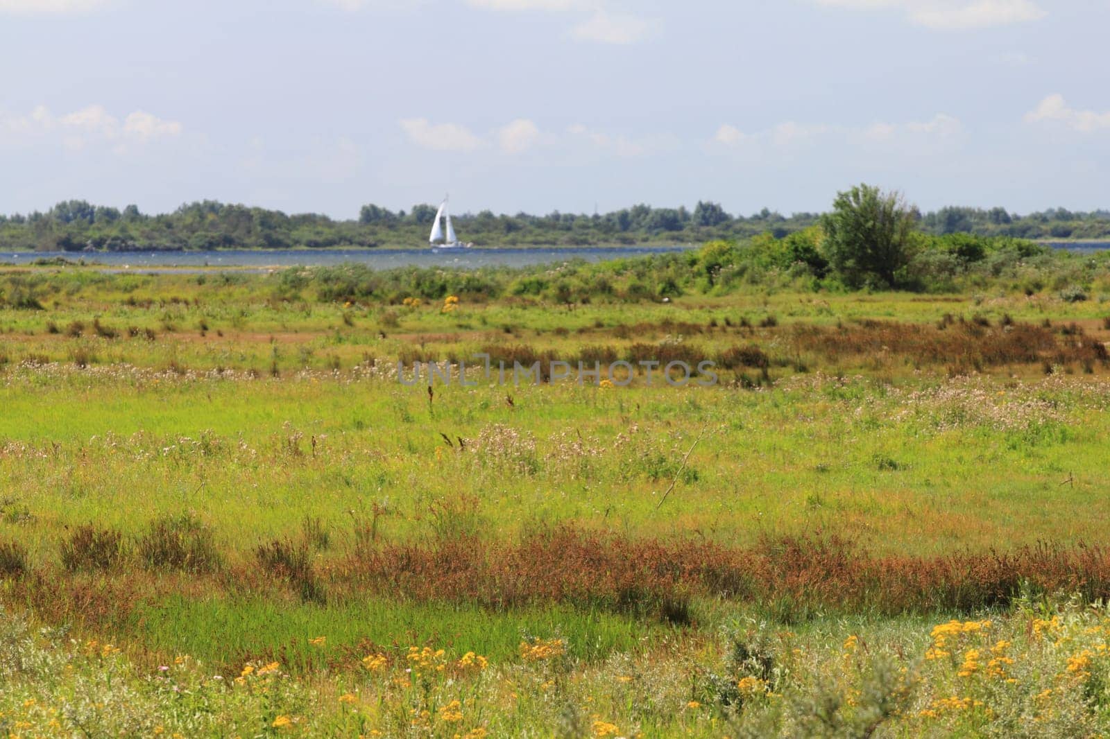 A natural landscape on the North Sea coast in the Netherlands.Eine Naturlandschaft an der Nordseeküste in den Niederlanden.