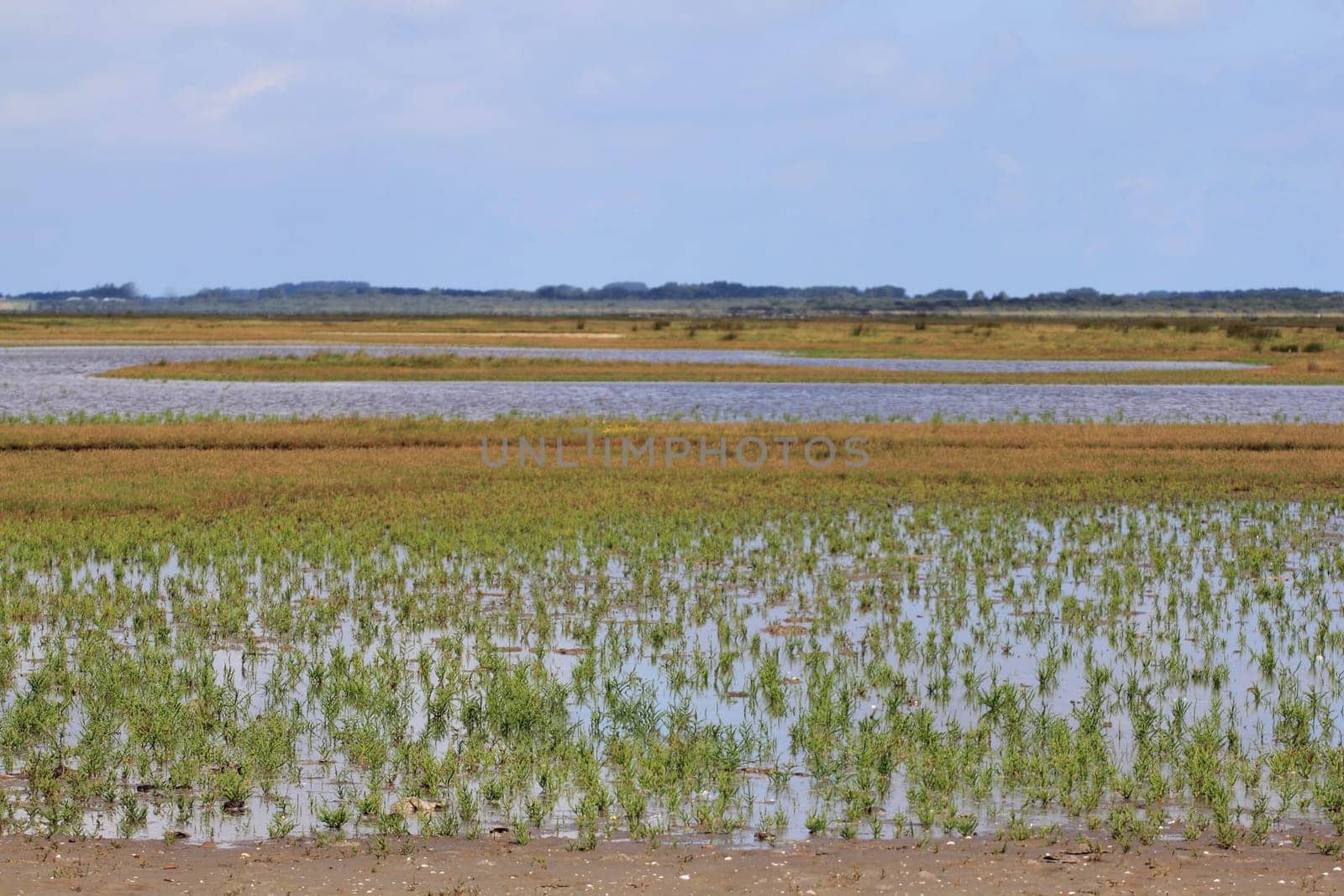 A natural landscape on the North Sea coast in the Netherlands.Eine Naturlandschaft an der Nordseeküste in den Niederlanden.
