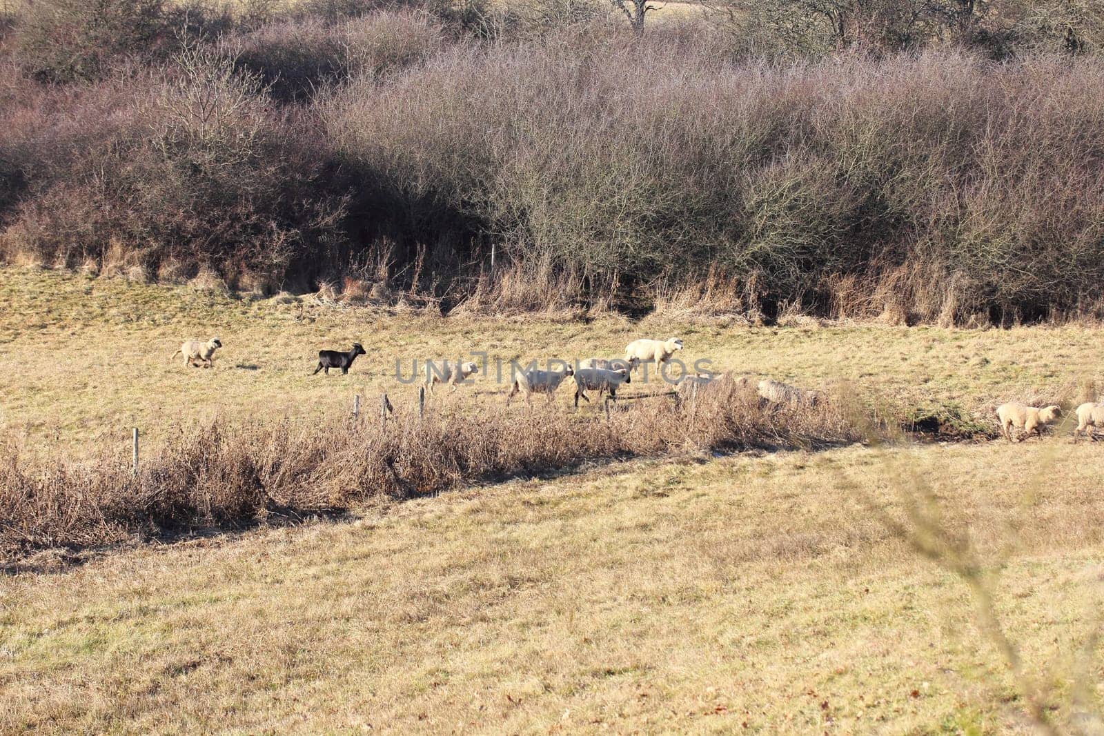 a small flock of sheep on the edge .eine kleine Schafherde am Waldrand