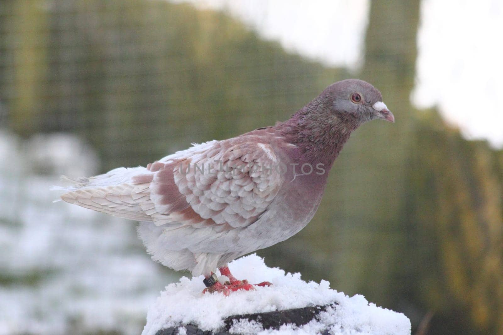 Close up view of a city pigeon (Columba livia forma domestica).Nahaufnahme von einer Stadttaube, (Columba livia forma domestica).