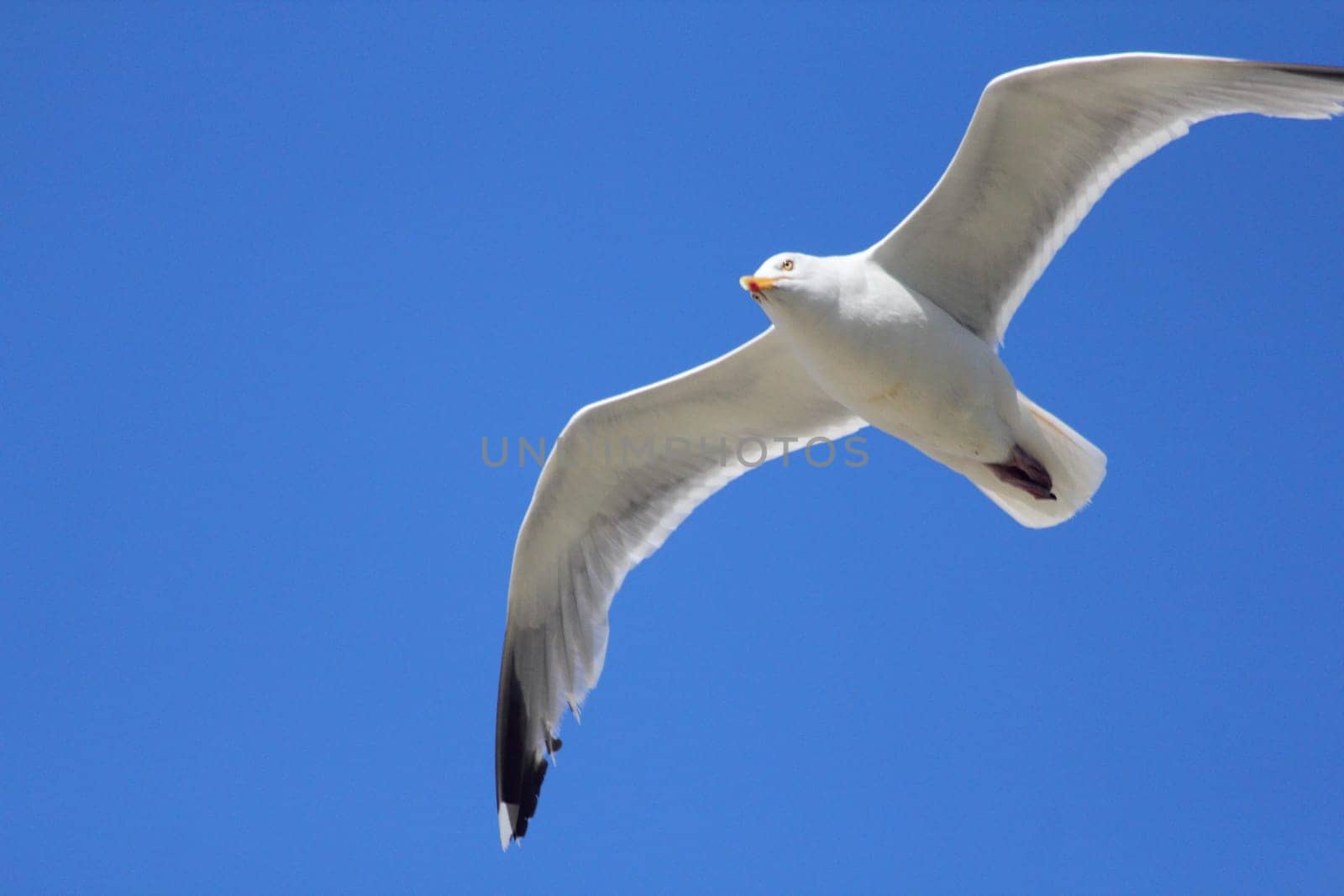 Close-up of a flying gull, with blue sky background .Nahaufnahme einer fliegenden Silbermöwe, mit blauem Himmel im Hintergrund.