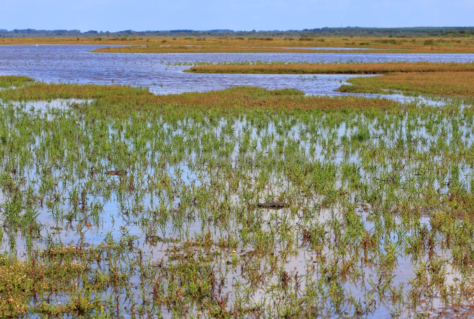 A natural landscape on the North Sea coast in the Netherlands.Eine Naturlandschaft an der Nordseeküste in den Niederlanden.