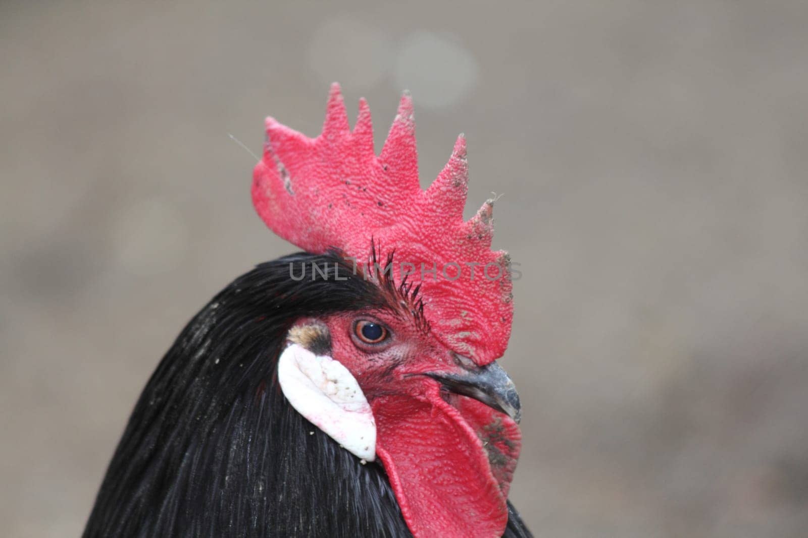 Black cock with red comb and white ear discs.schwarzer Hahn mit rotem Kamm und weißen Ohrscheiben.