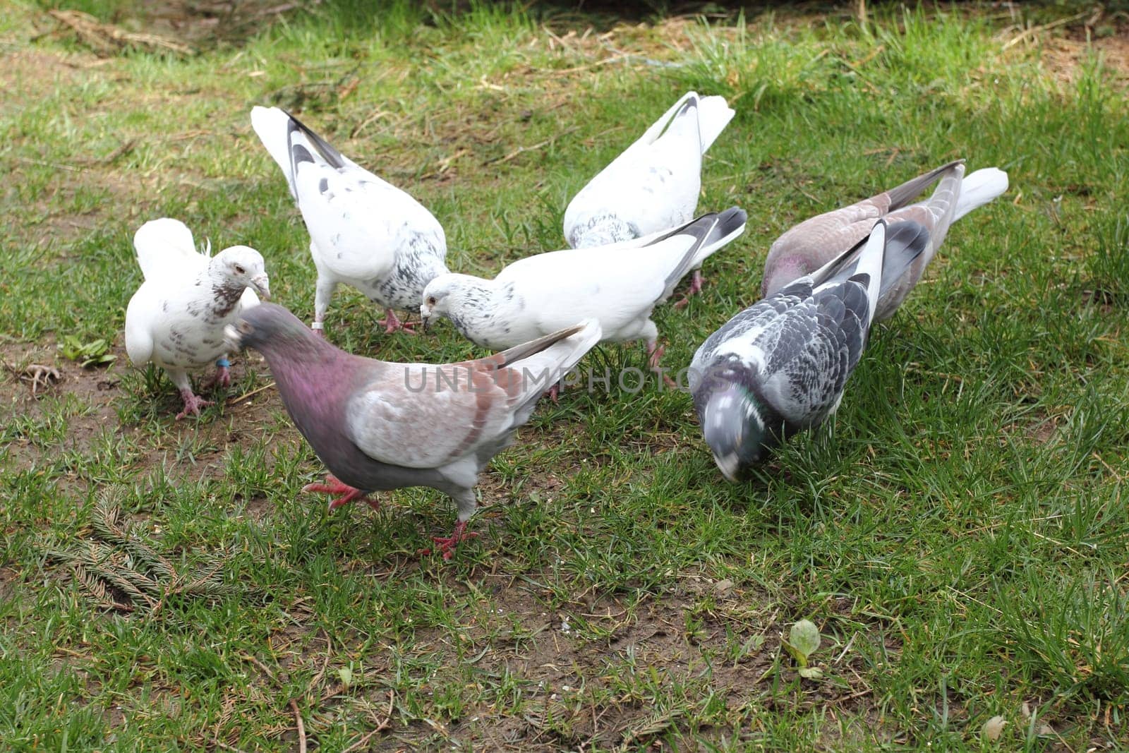 Close up view of a city pigeon (Columba livia forma domestica).Nahaufnahme von einer Stadttaube, (Columba livia forma domestica).