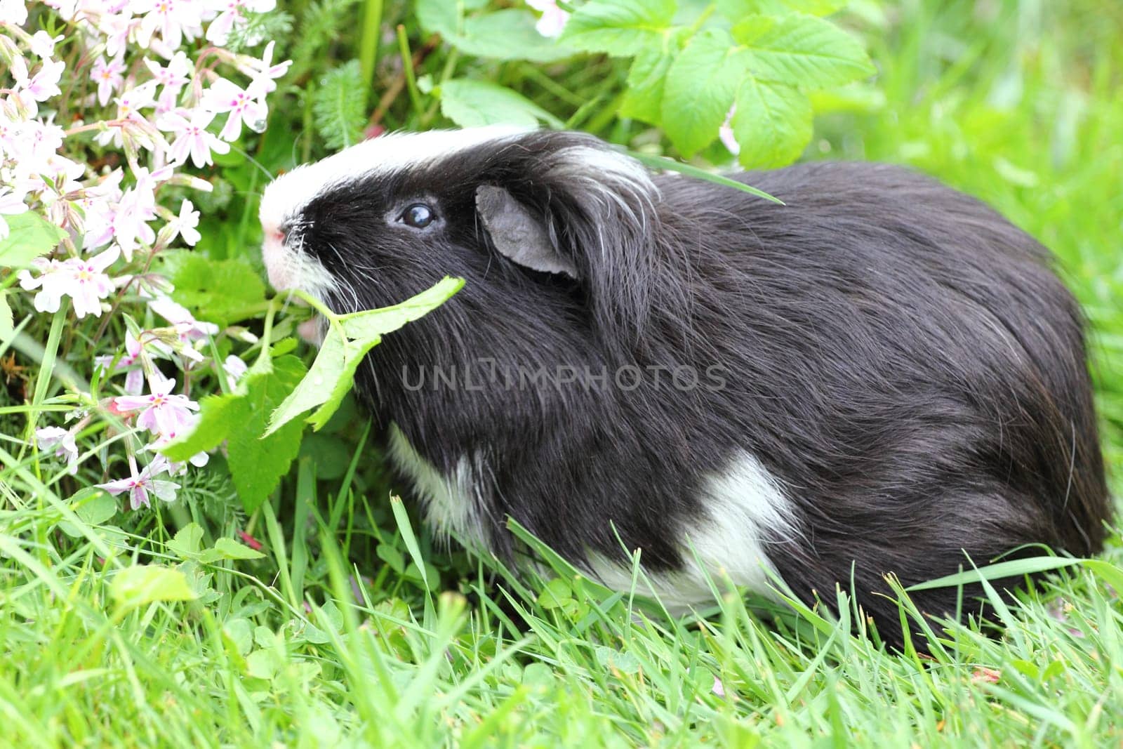 The guinea pigs (Caviidae) are a family from the order of Rodents.Die Meerschweinchen (Caviidae) sind eine Familie aus der Ordnung der Nagetiere.