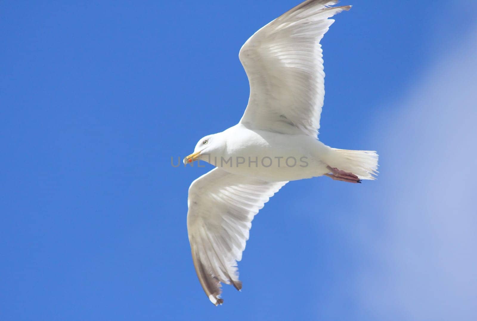 Close-up of a flying gull, with blue sky background .Nahaufnahme einer fliegenden Silbermöwe, mit blauem Himmel im Hintergrund.