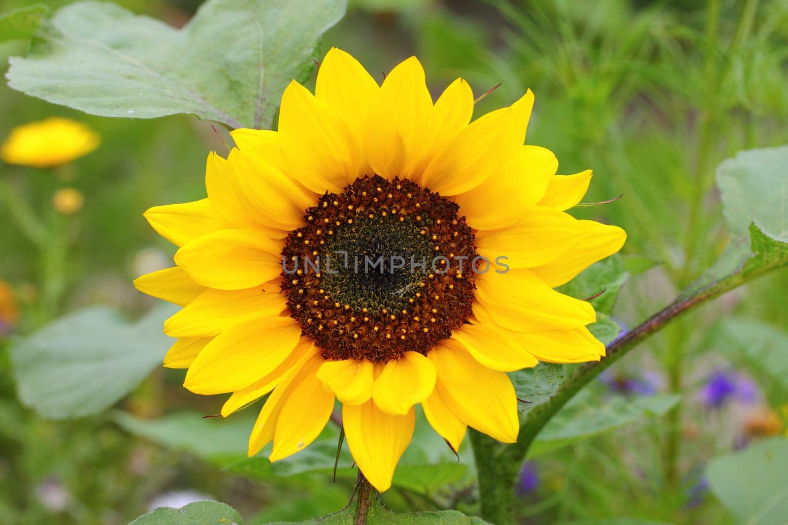 Helianthus annuus, the common sunflower, is a large annual forb of the genus Helianthus .Die Sonnenblume (Helianthus annuus), auch Gewöhnliche Sonnenblume genannt, ist eine Pflanzenart aus der Gattung der Sonnenblumen (Helianthus).
