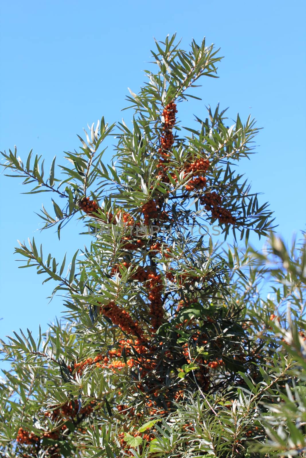 common sea-buckthorn  (Hippophae rhamnoides), is a plant species from the genus of the Sanddorne (Hippophae).Der Sanddorn (Hippophae rhamnoides), ist eine Pflanzenart aus der Gattung der Sanddorne (Hippophae) .
