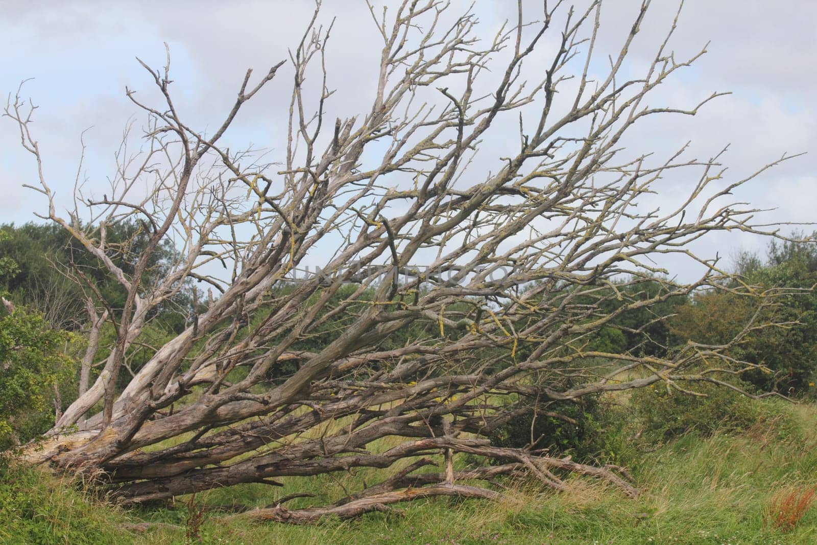 Dead tree with blue sky in the background.Abgestorbener Baum mit blauem Himmel im Hintergrund.