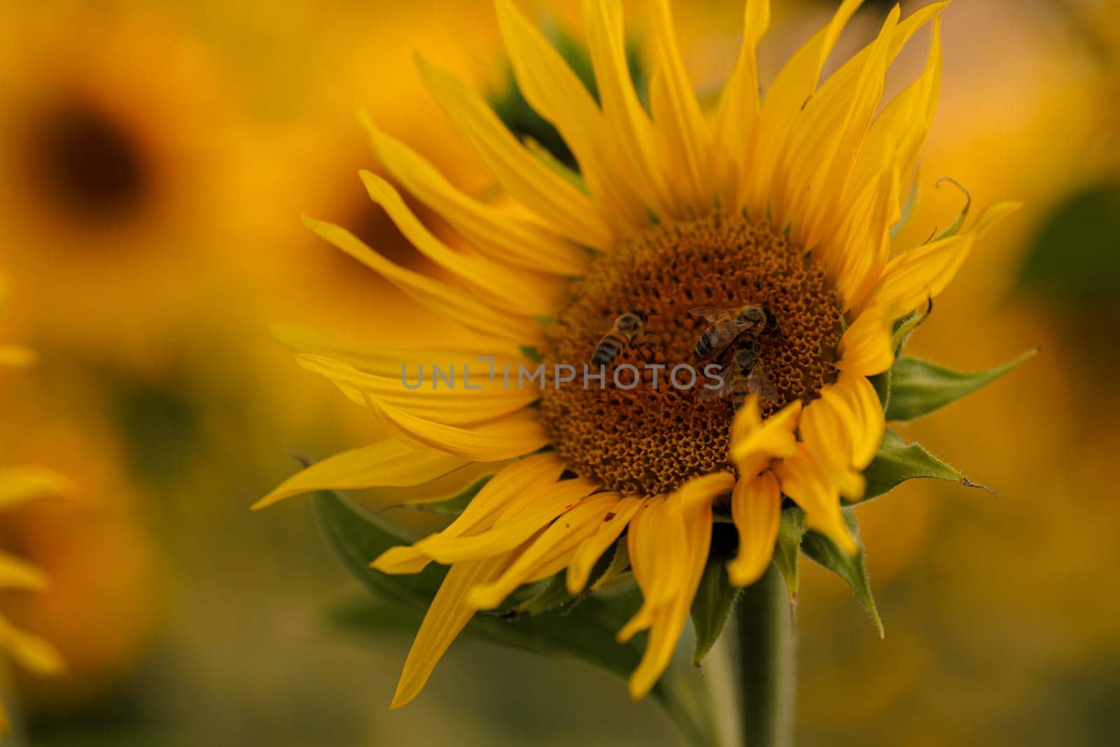bright yellow sunflower with insects