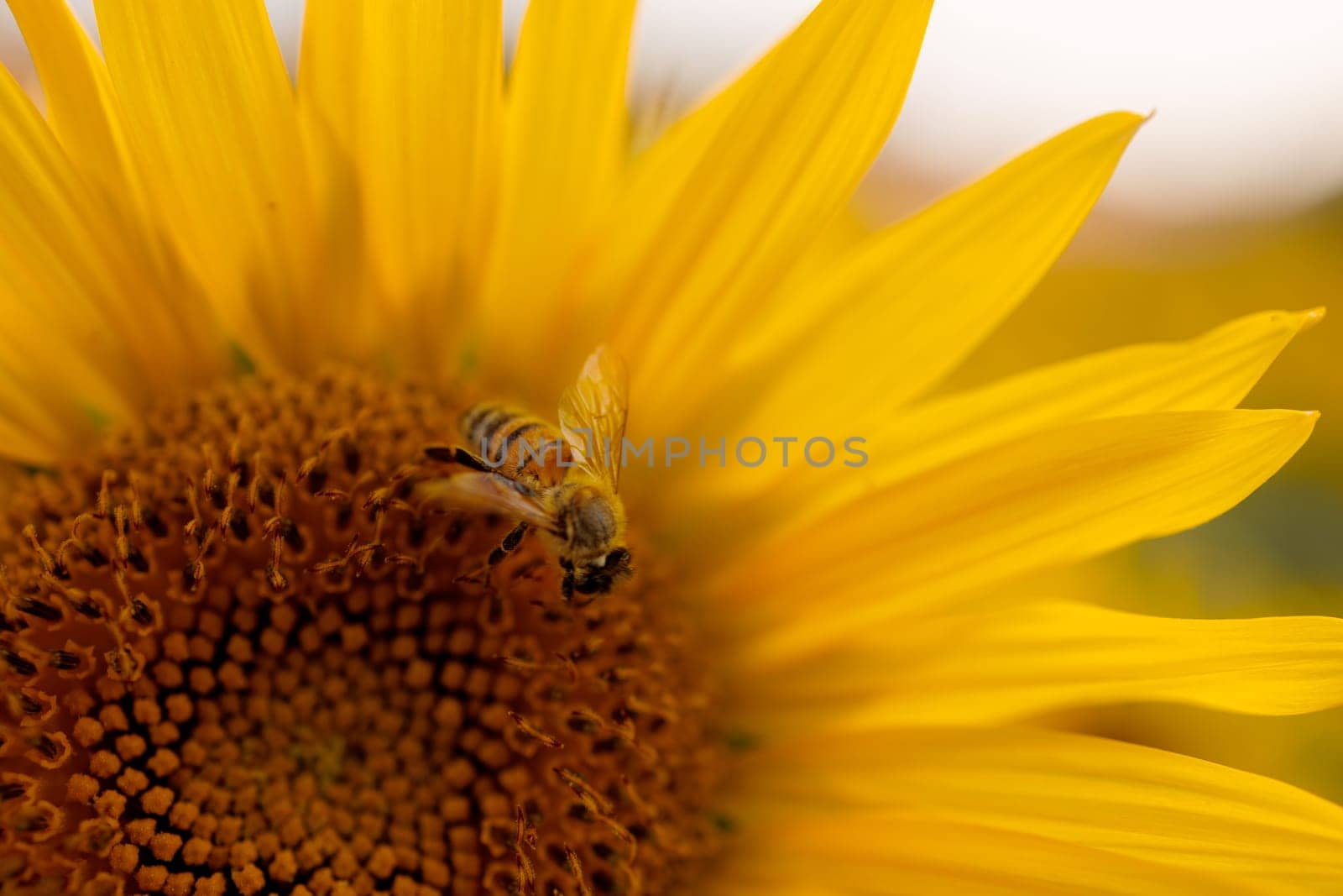 bright yellow sunflower with insects