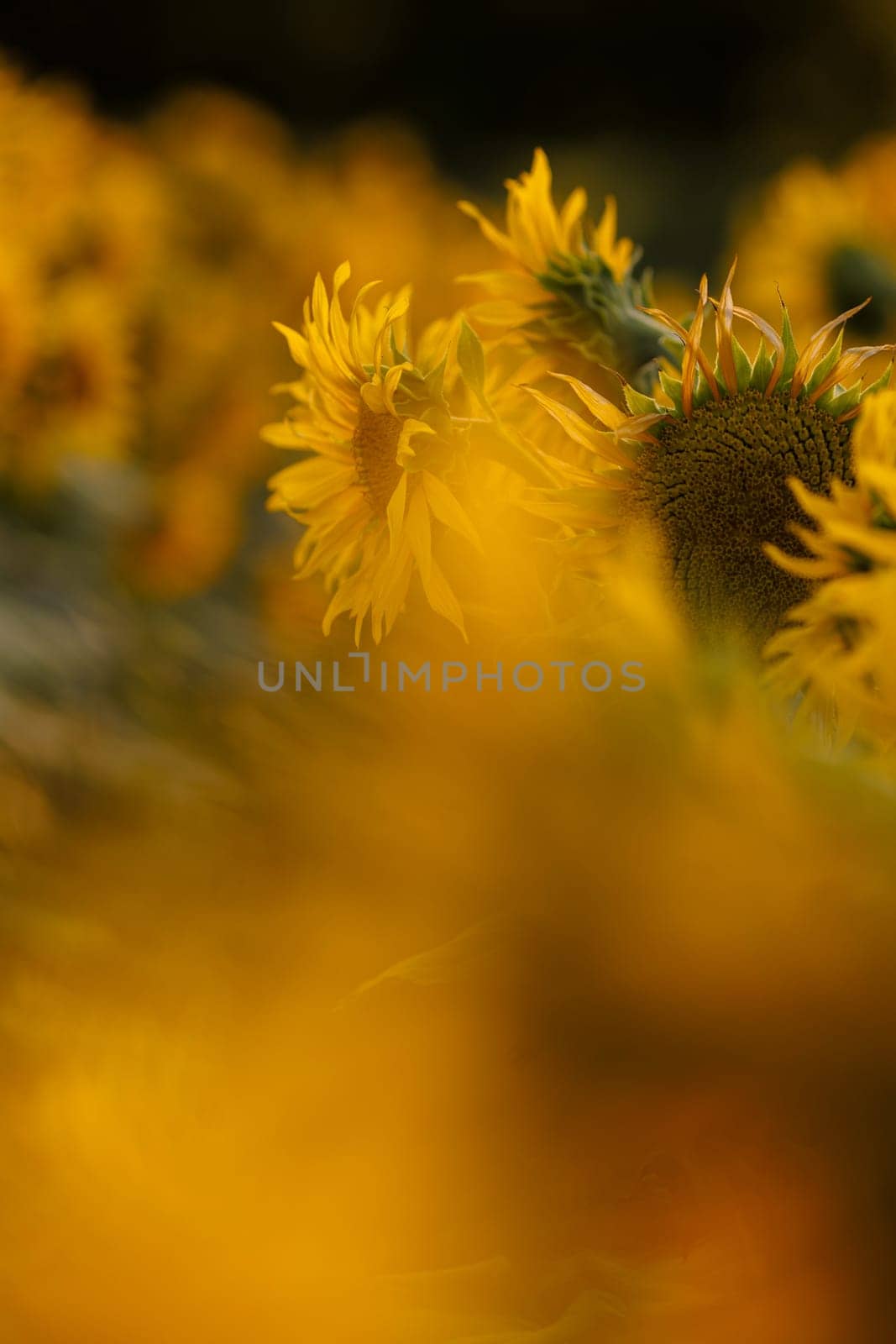 bright yellow sunflower with insects