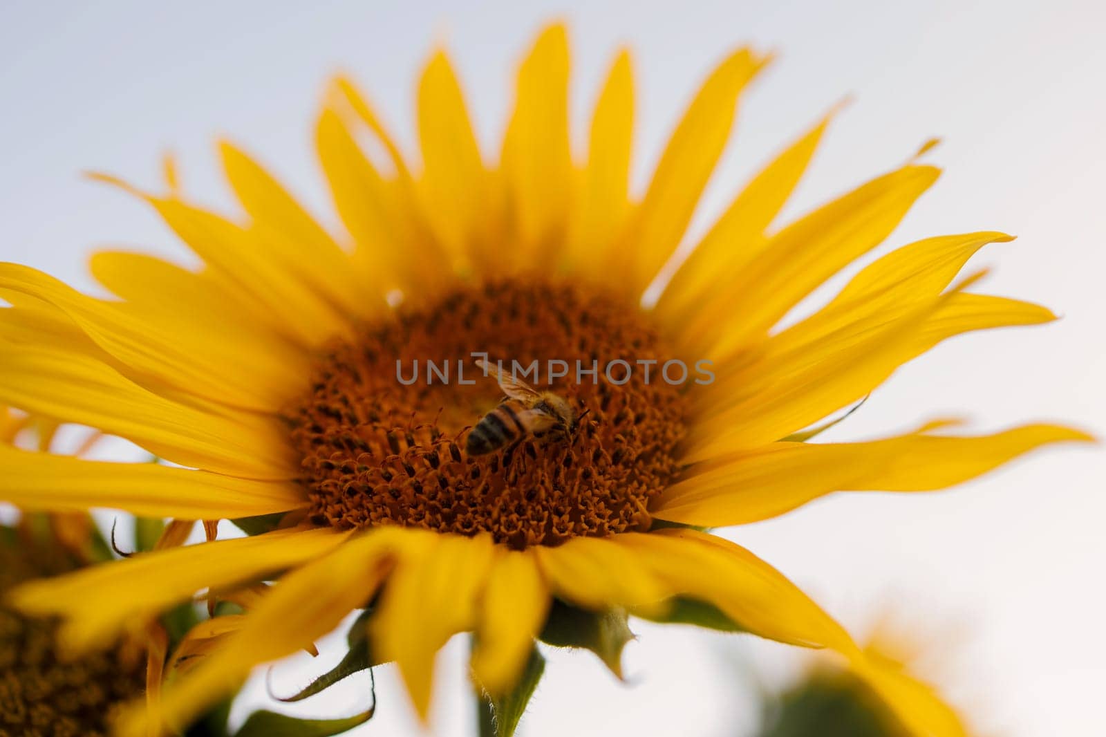 bright yellow sunflower with insects