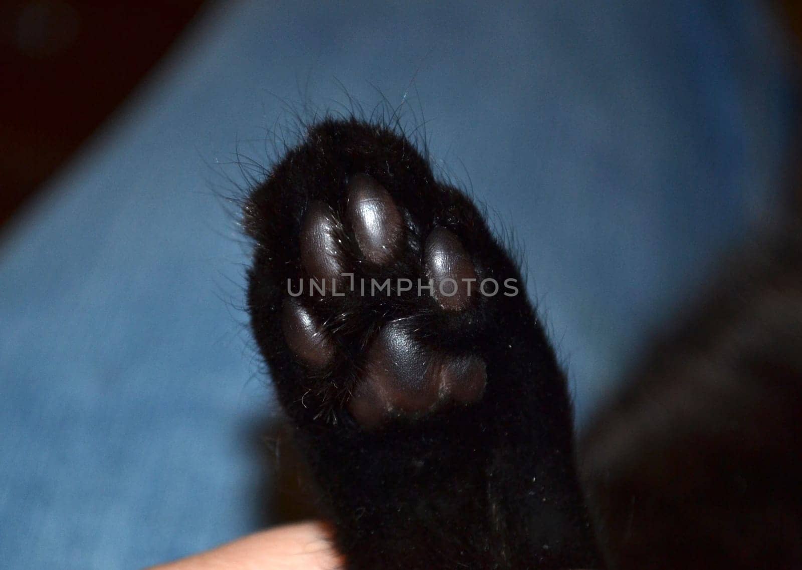 Black cat paw Close-up