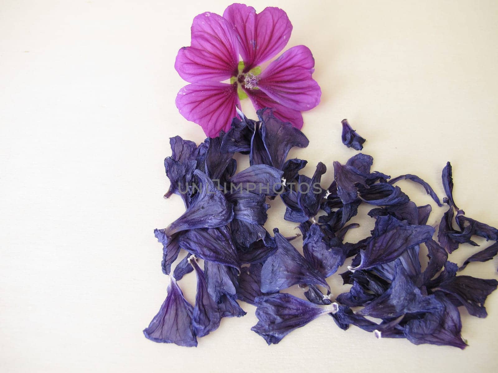 Dried mallow flowers and a fresh flower, Malvae sylvestris flos