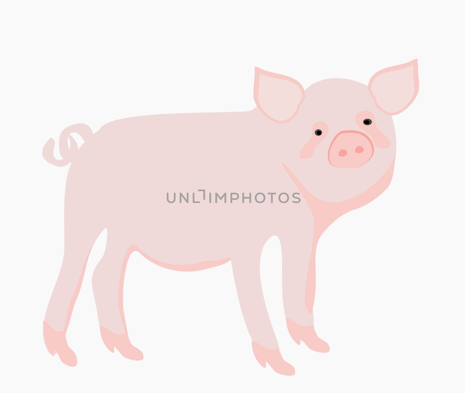 Cartoon pig. Vector illustration.