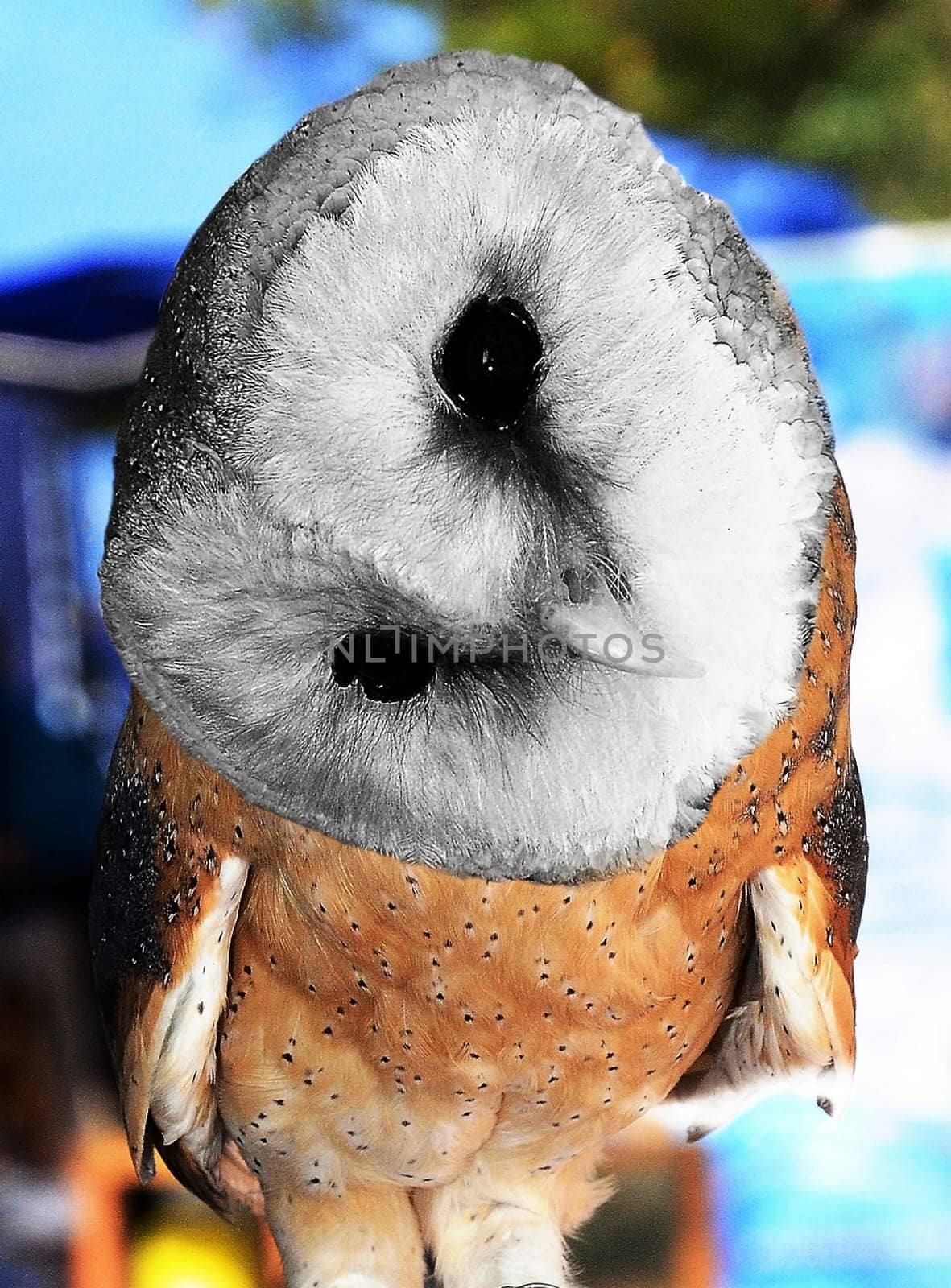 Owl Owl sitting surprised in the park