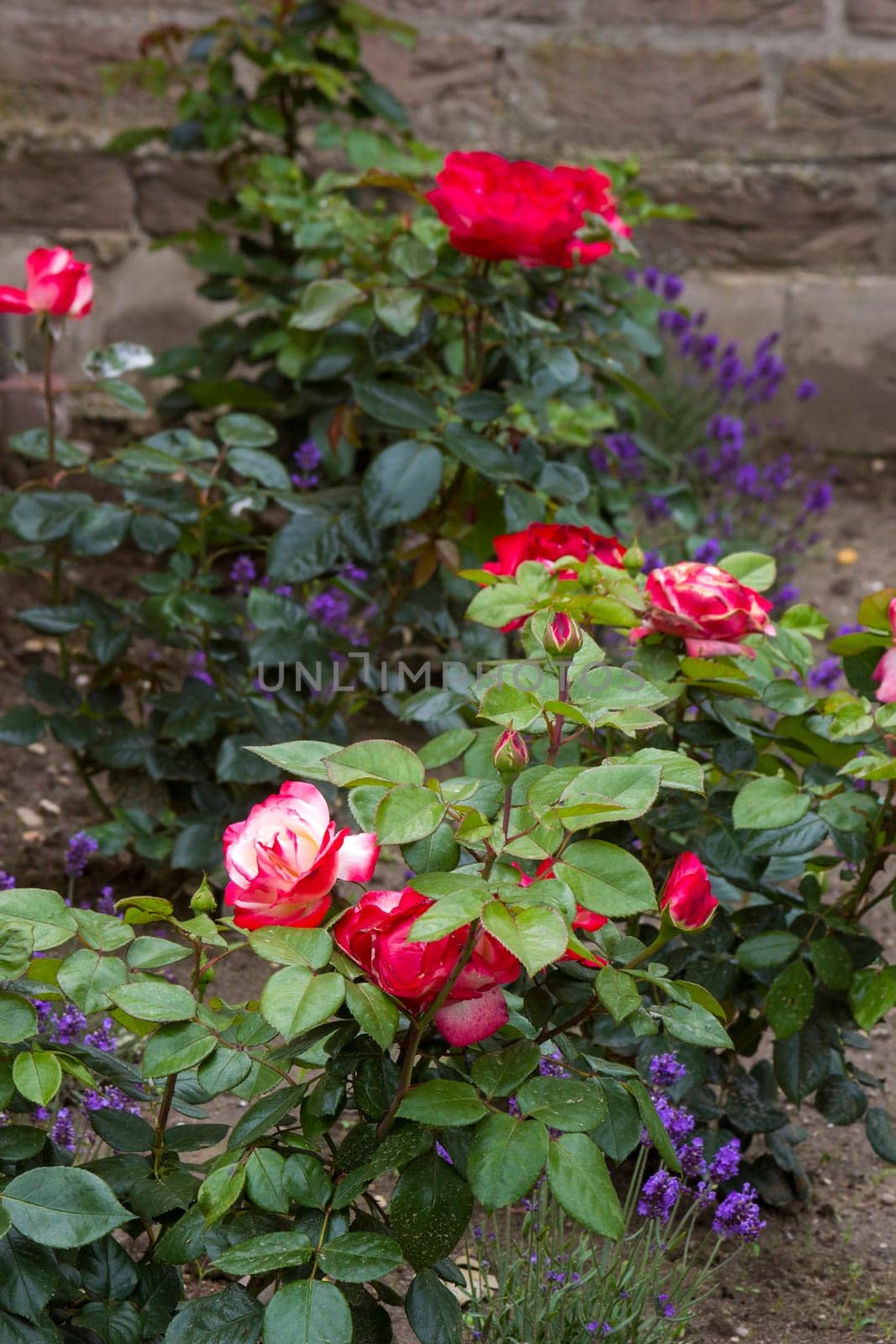 flowerbed in the garden - roses and lavender flowers