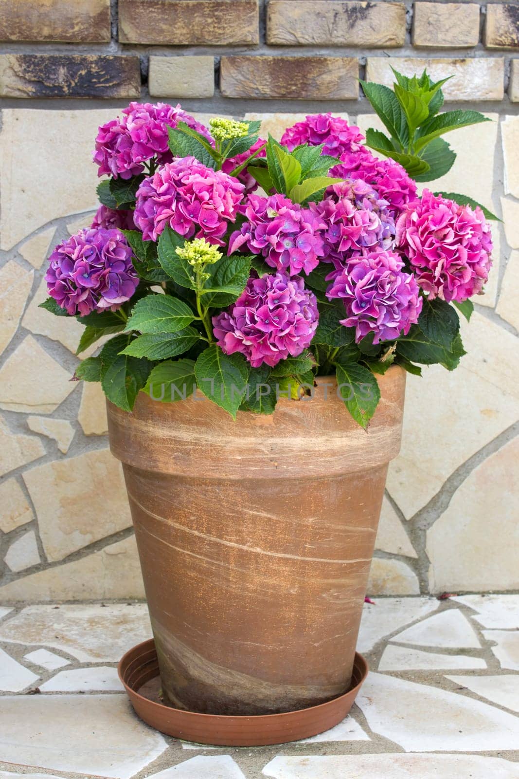 hortensia flowers in a pot - close up