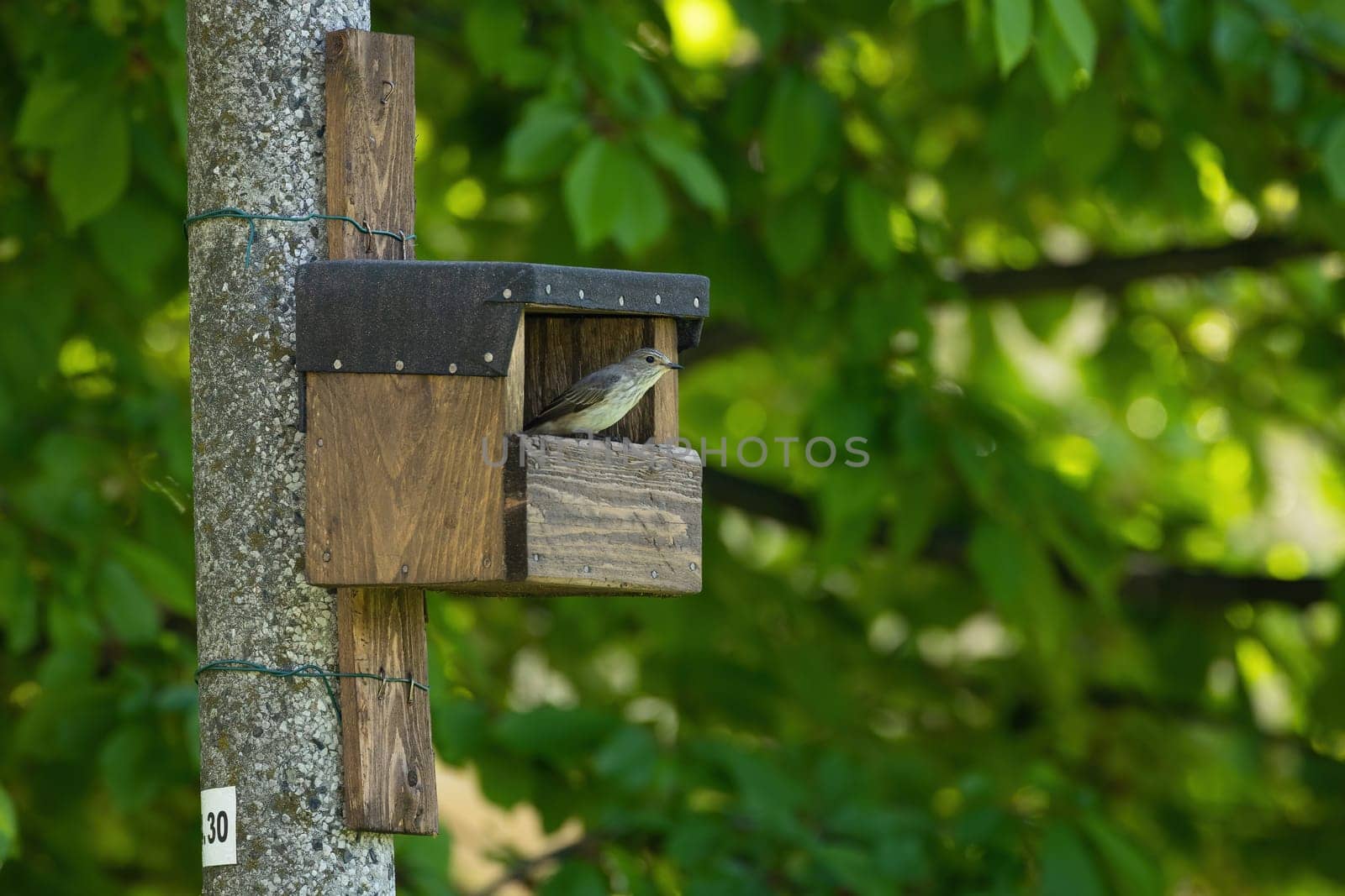 Spotted flycatcher, muscicapa striata, sitting in an birdbox attached to a pole in a city. Little bird peeking out of nesting box with copy space. Animal wildlife breeding in urban environment.