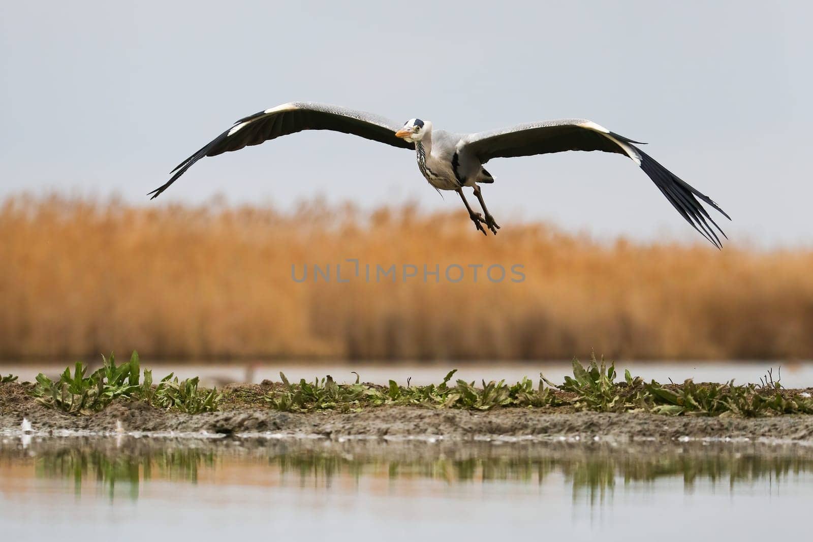 Grey heron, ardea cinerea, flying over the wetland in spring nature. Bird with large wings in flight in water wilderness. White feathered animal hovering on blue sky.