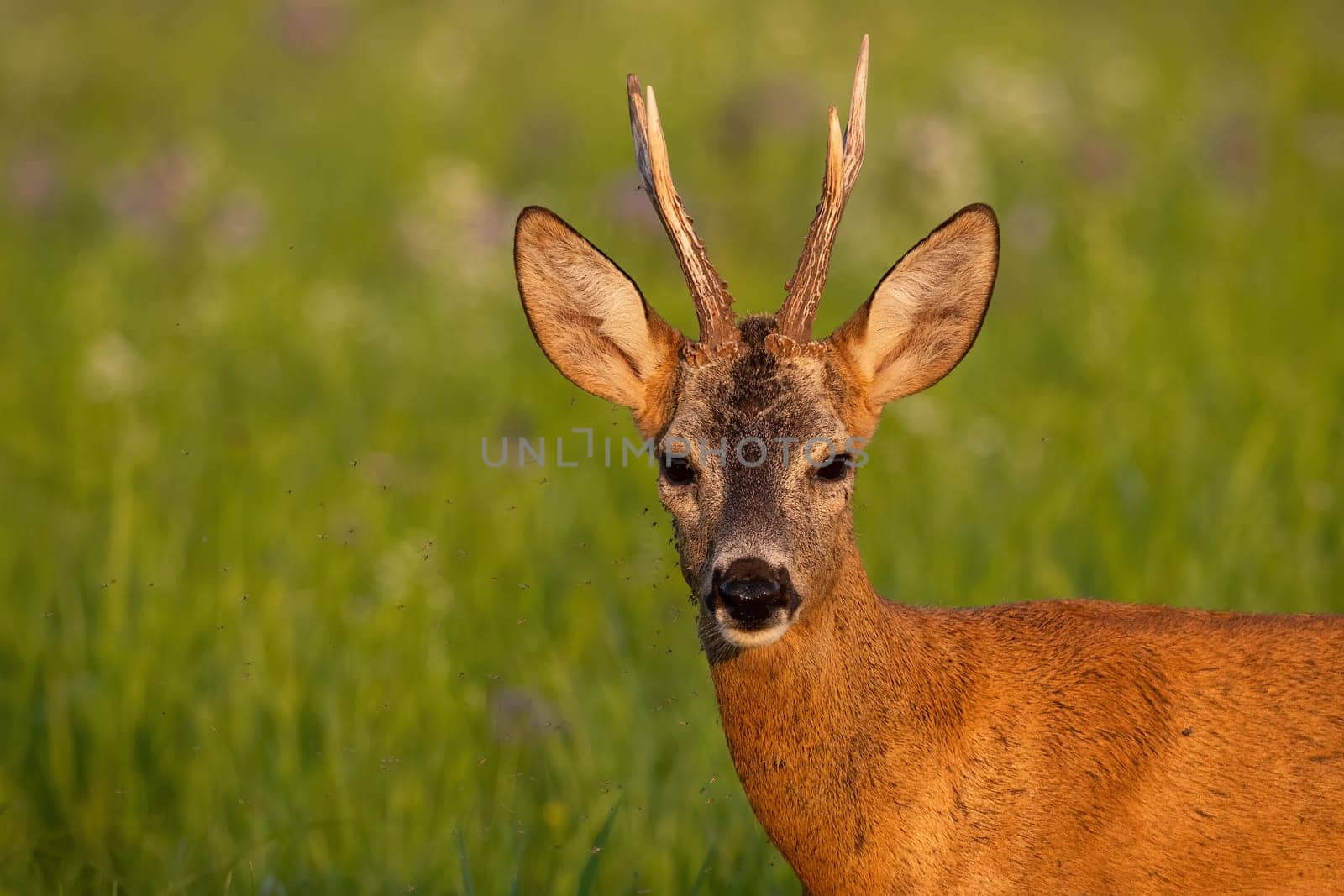 Detail of roe deer, capreolus capreolus, looking on green meadow in summer. Male mammal staring on field in close up. Portrait of antlered animal watching on grass.