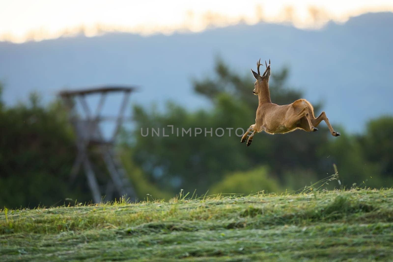 Concept roe deer, capreolus capreolus, hunting from a high stand. Wild game running alongside a hiding spot. Animal wildlife running fast in summer nature.