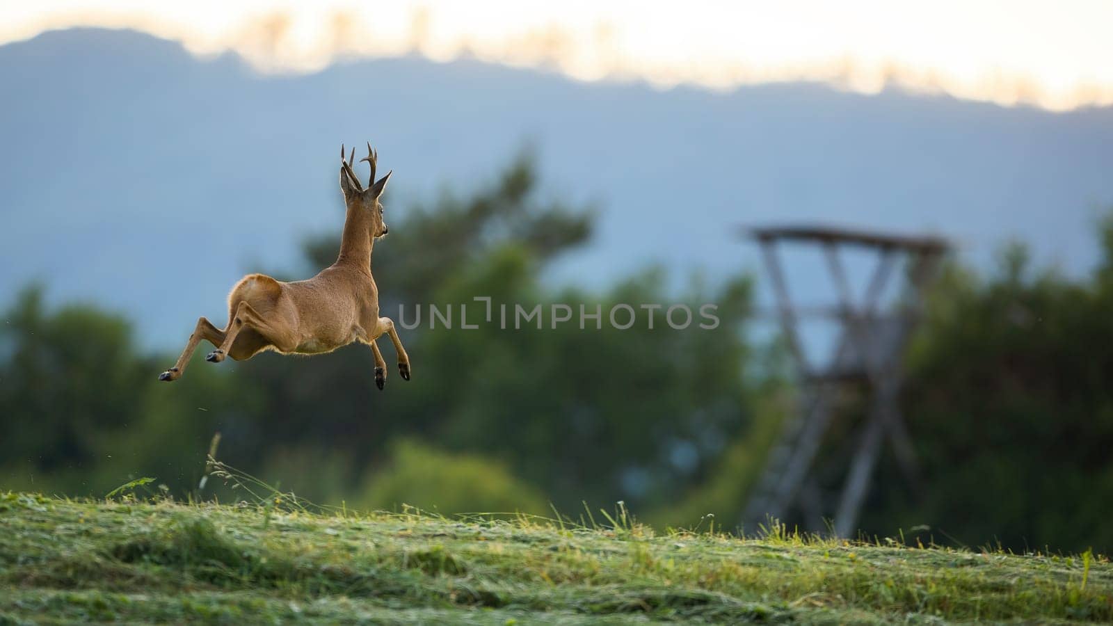 Roe deer, capreolus capreolus, buck running away with copy space at sunset. Wild animal escaping fast from a green meadow. Mammal with antlers jumping high on horizon.