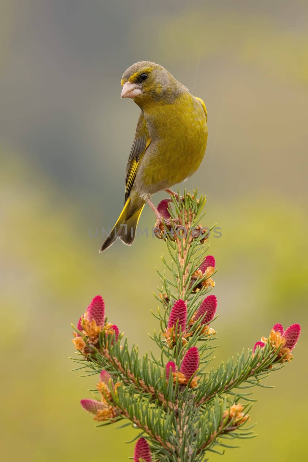 European greenfinch, chloris chloris, sitting on tree in spring in vertical shot. Yellow songbird resting on needles with red cones. Feathered animal looking on spruce in springtime.
