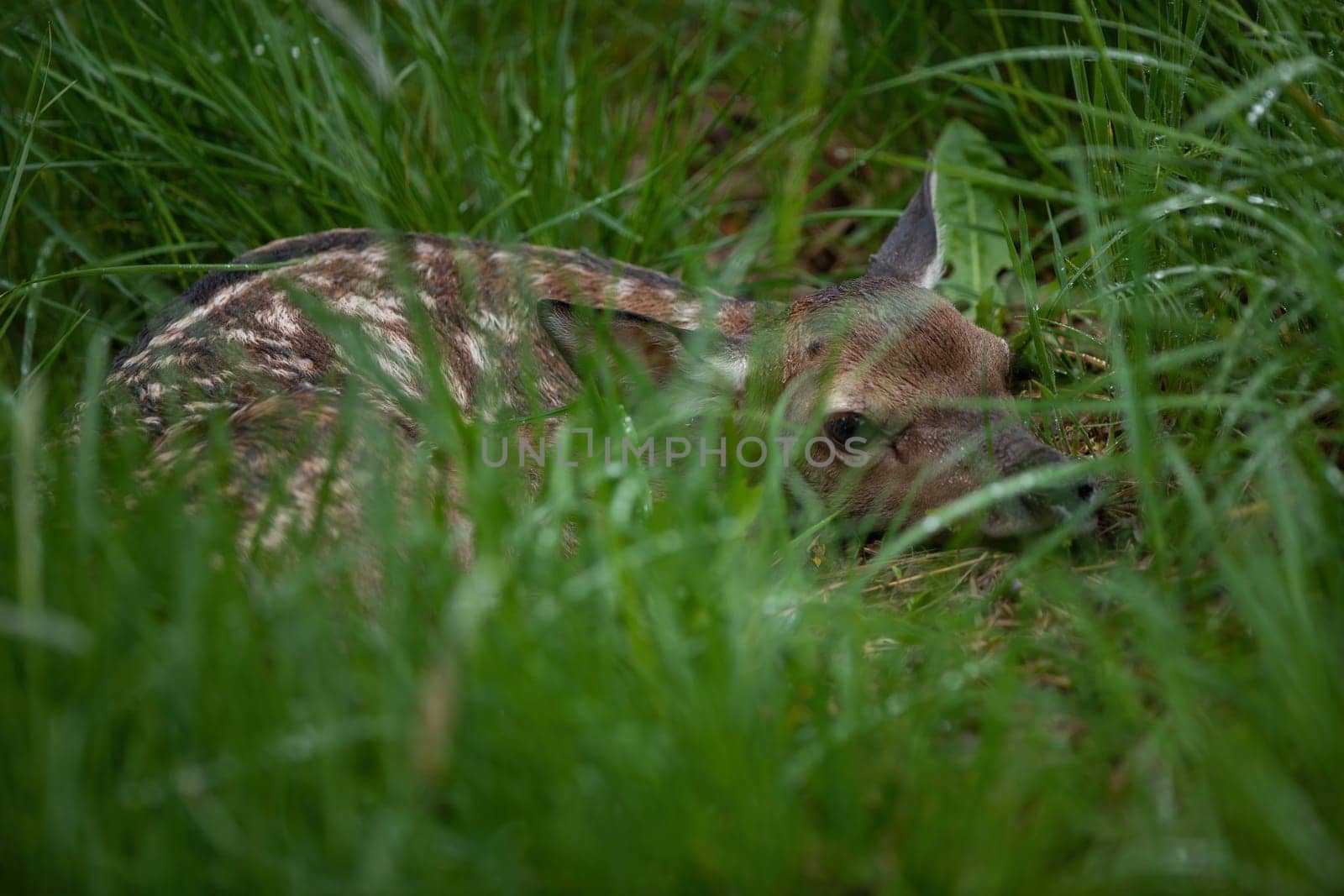 Young red deer, cervus elaphus, lying on green meadow in summertime.Baby mammal with white dots hiding in long grass. Little cub resting on field in summer.