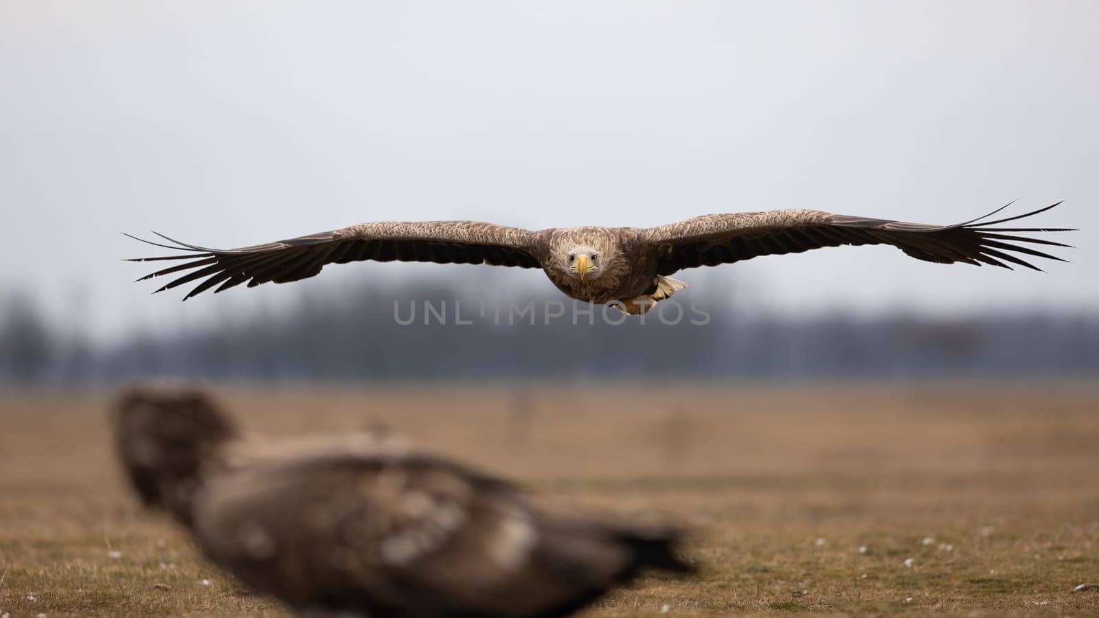 White-tailed eagle, haliaeetus albicilla, landing on field in spring nature. Feathered predator approaching over the meadow. Brown bird of prey in flight.