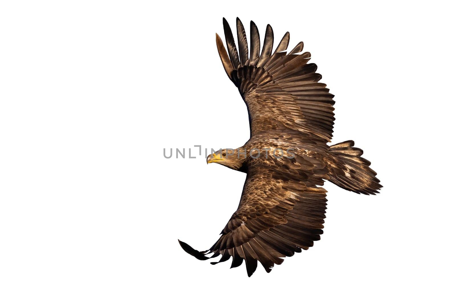 White-tailed eagle, haliaeetus albicilla, in flight isolated on white background. Brown bird of prey flying in the air with copy space. Wild featehred hunter with open wings cut out on blank.