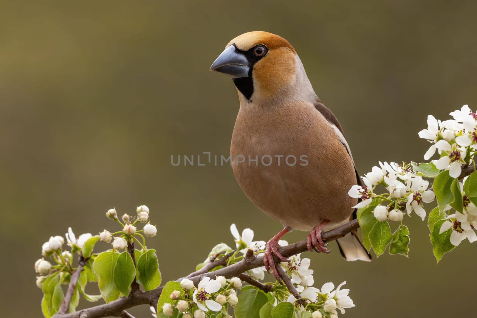 Hawfinch, coccothraustes coccothraustes, sitting on branch with wildflowers in spring. Brown bird resting on tree in springtime. Colorfuld winged animal watching on bough.