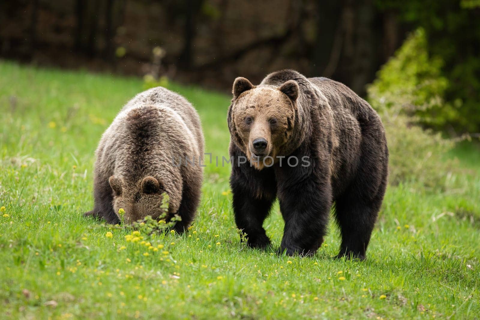 Pair of brown bears, ursus arctos, walking on meadow in rutting season. Two large mammals courting on green field. Couple of wild predators moving on grassland in spring.